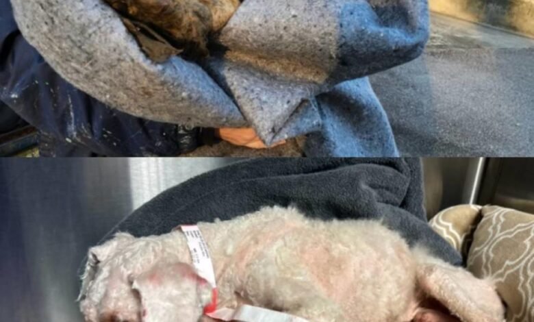 Treasure had two pounds of matted fur trimmed from his body after he was found abandoned in a dumpster in the Burton area of ​​northern Beaufort County. The 10-year-old poodle is still recovering at Port Royal Veterinary Hospital.