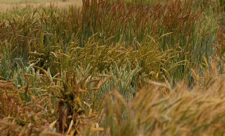 Study reveals untapped diversity in historic wheat collection